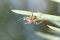 Araniella_displicata_D3012_Z_90_NP De Hoge Veluwe_Nederland